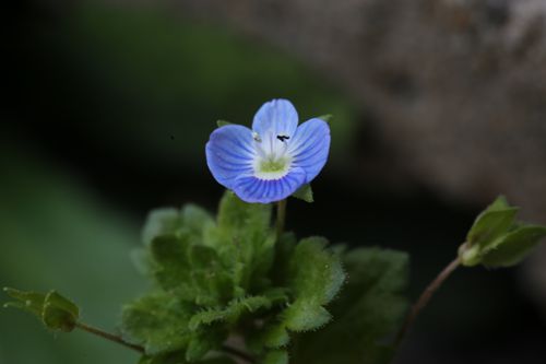 阿拉伯婆婆纳婆婆纳水苦荬蚊母草(图文:叶康 审核:吟竹 编辑:圆圆)