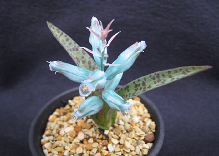 Lachenalia viridiflora来自网络.jpg