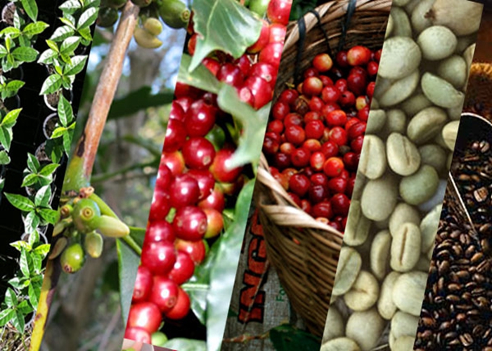 robusta,利比里亚种 c. liberica.利比里亚种,称为大