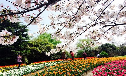 踏青赏花畅想 ——上海植物园发布2016春季赏花攻略