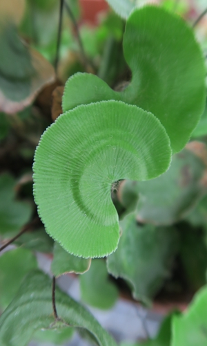 植物界的"大熊猫"——荷叶铁线蕨