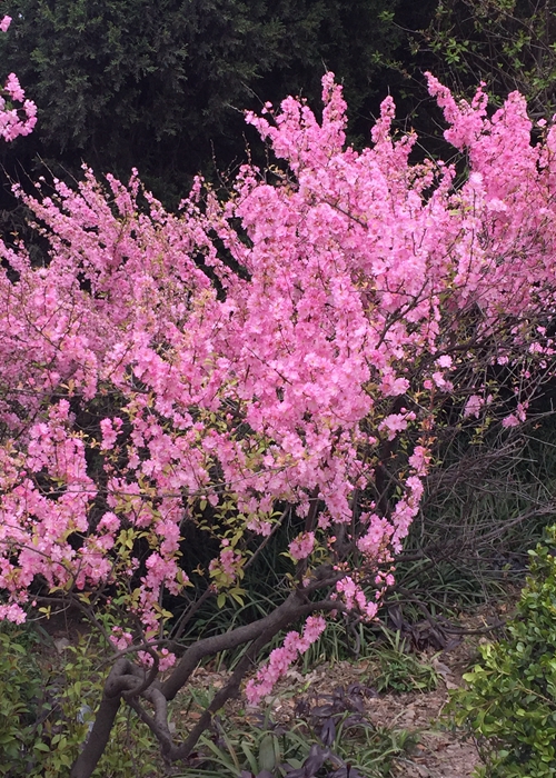 惜郁李花