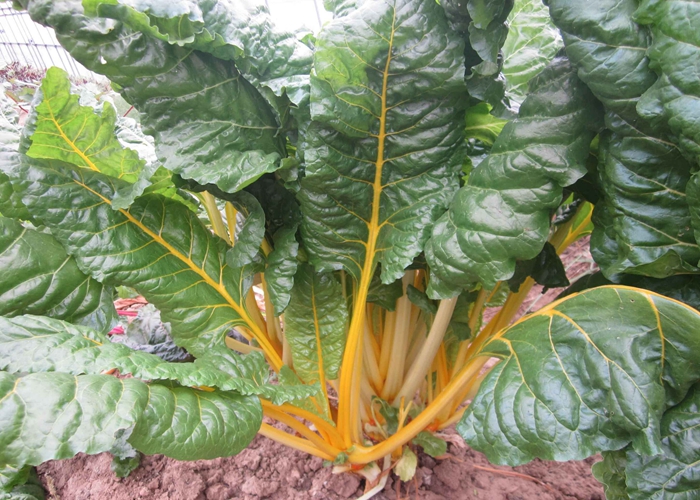 金色叶甜菜