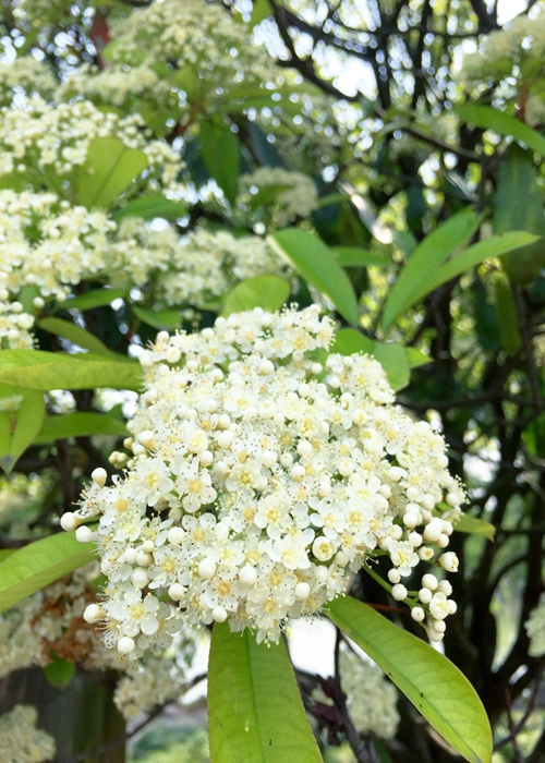 石楠花