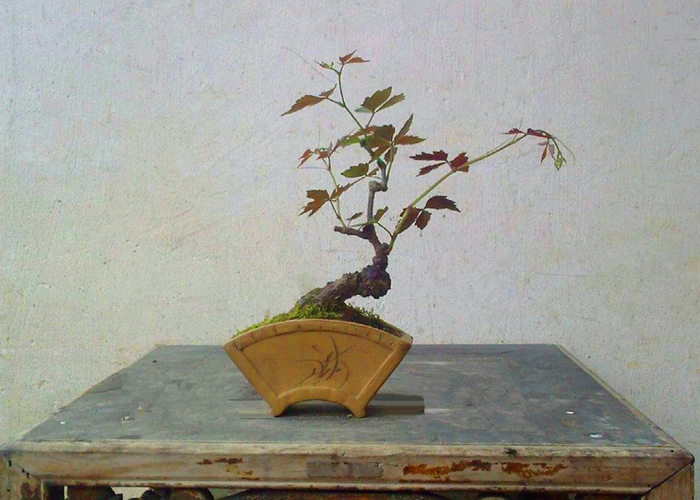 叶,花,实与葡萄相似,但实小而圆,色亦不甚紫,亦堪为酒,也常作为盆景