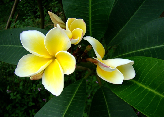 鸡蛋花