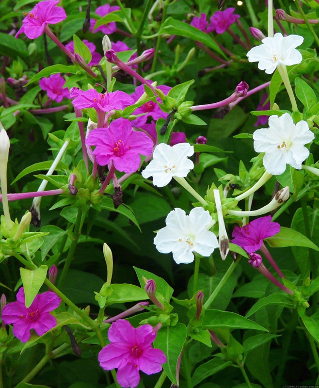 紫茉莉02.jpg 紫茉莉02.jpg