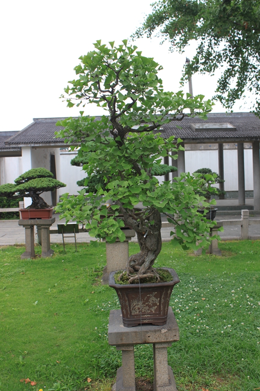 银杏盆景.jpg 银杏盆景.jpg