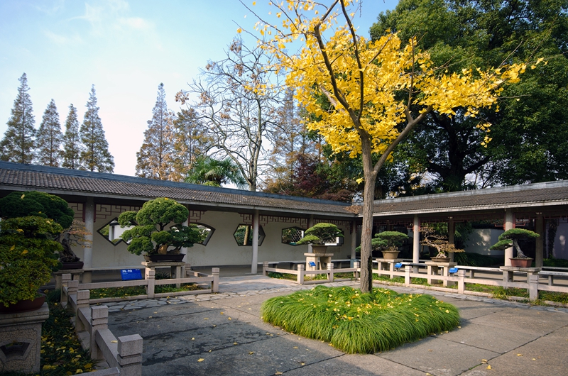 银杏树.jpg 银杏树.jpg