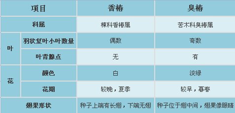 香椿臭椿的区别_proc.jpg 香椿臭椿的区别_proc.jpg