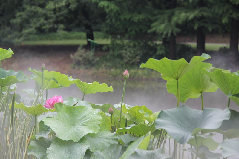 夏日新增水生植物组合景观2.jpg