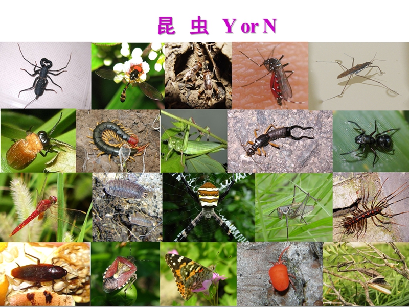 图2 昆虫YorN.jpg