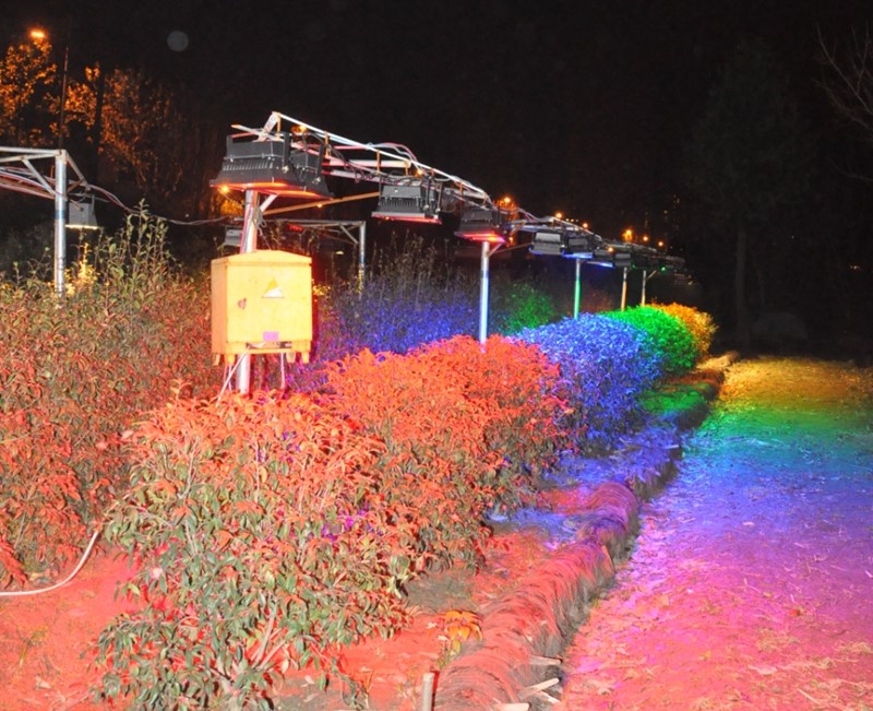 图4，上海植物园开展景观灯对植物影响的试验.jpg