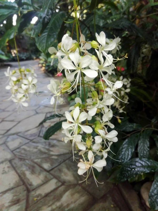 7垂茉莉2.jpg