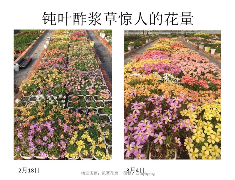 钝叶酢浆草惊人的花量.jpg