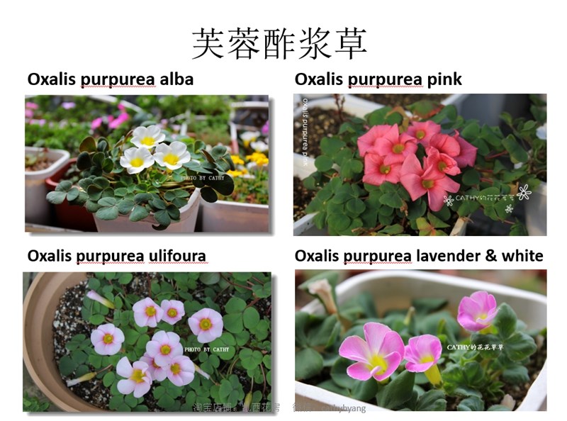 芙蓉酢浆草-01.jpg