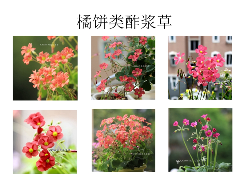 橘饼类酢浆草.jpg