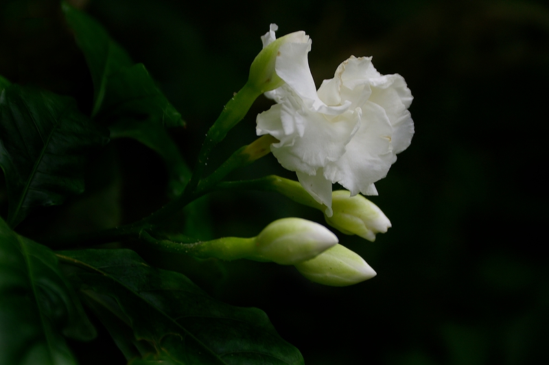 狗牙花.jpg