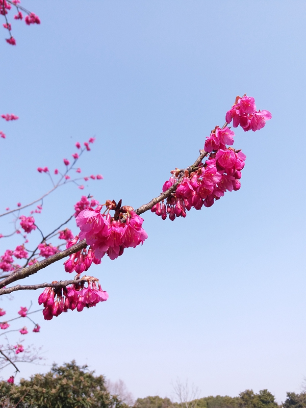 钟花樱.jpg