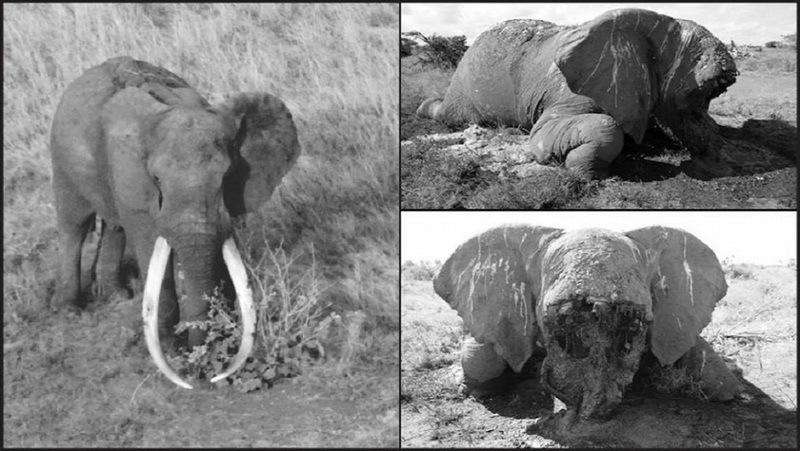 遭受屠杀的大象.jpg