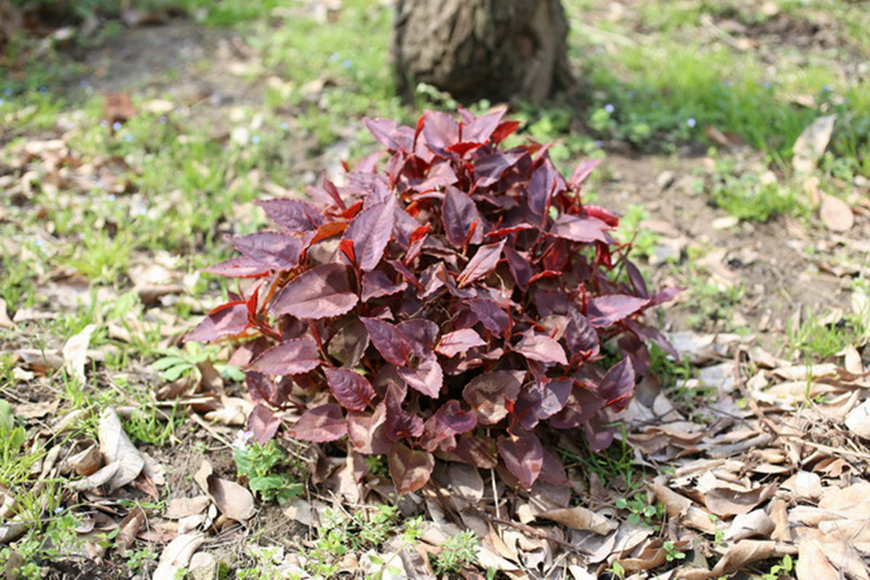 赤胫散.jpg 赤胫散.jpg