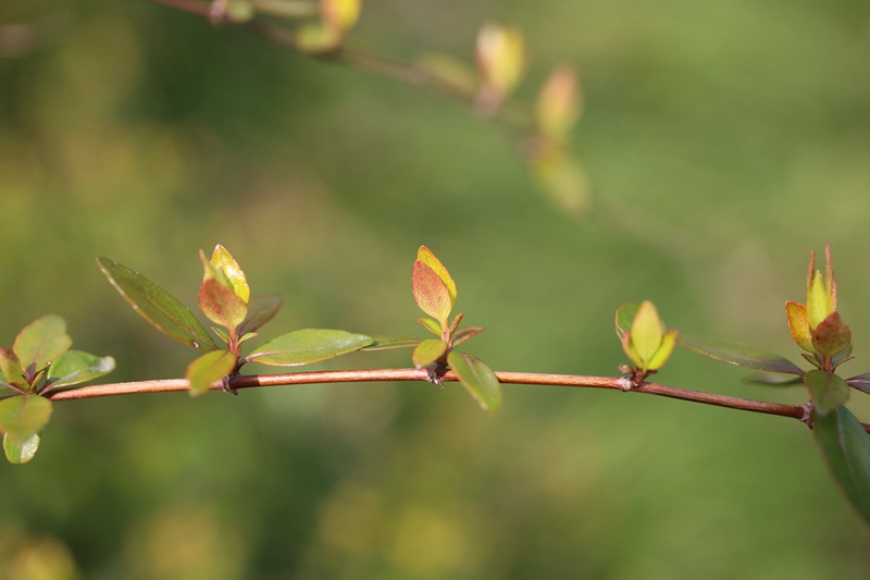 大花六道木.jpg 大花六道木.jpg