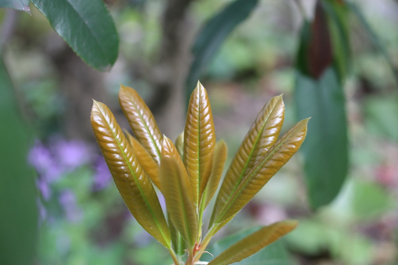 石楠.jpg 石楠.jpg