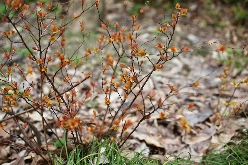 金焰绣线菊 (1).jpg 金焰绣线菊 (1).jpg