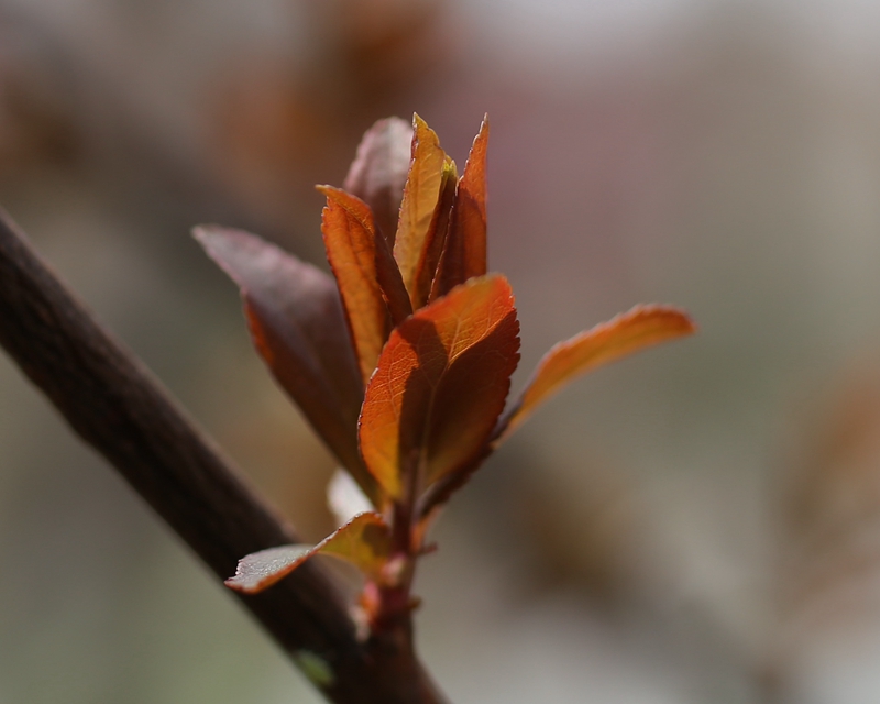 紫叶李.jpg 紫叶李.jpg