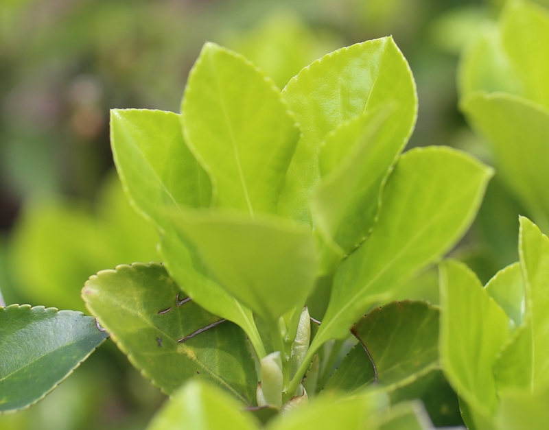 大叶黄杨.jpg 大叶黄杨.jpg