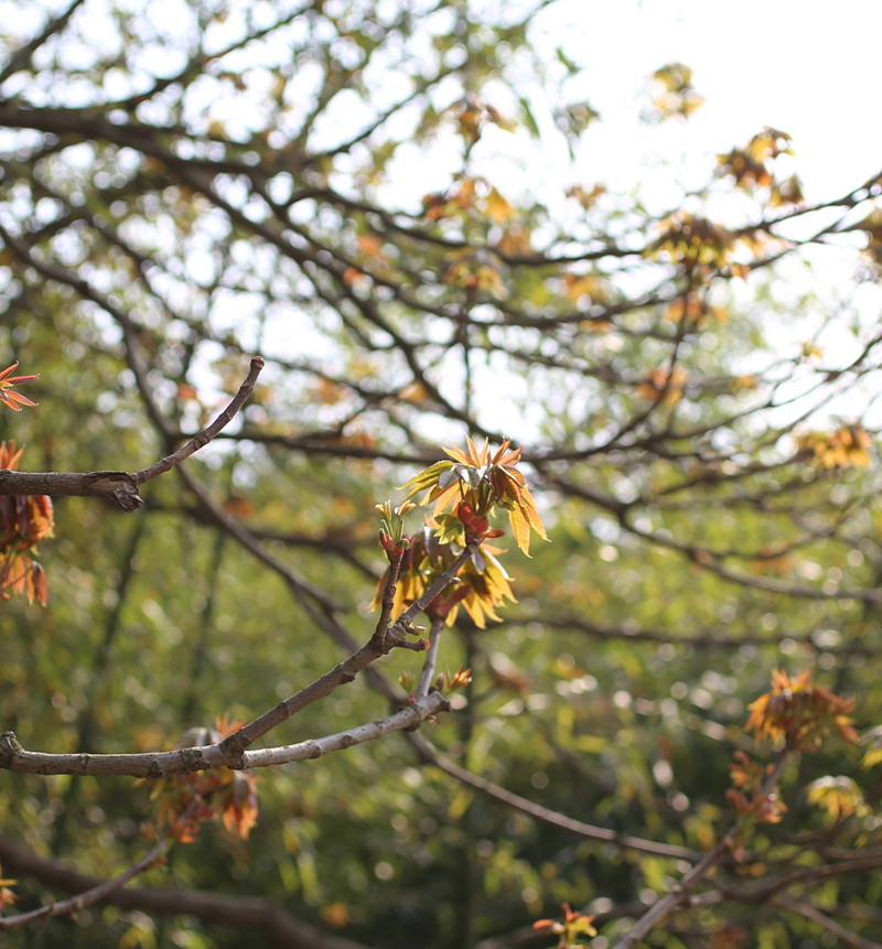 七叶树.jpg 七叶树.jpg