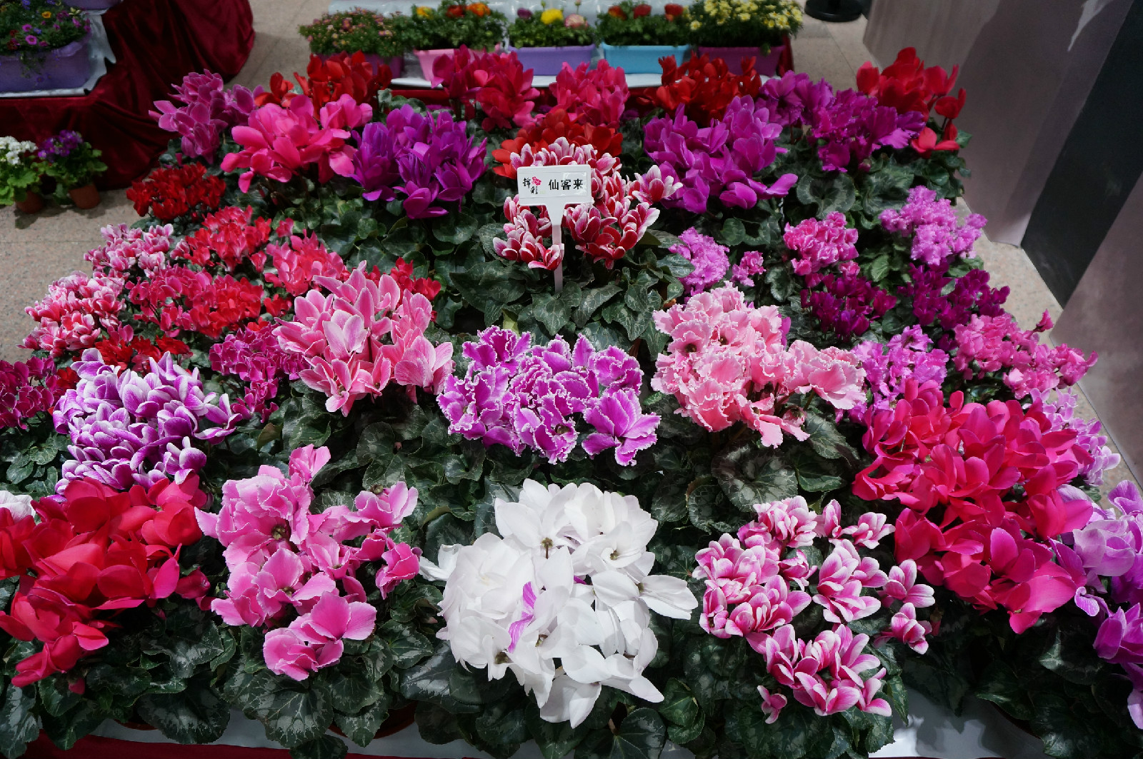 锦彩DSC04090.jpg