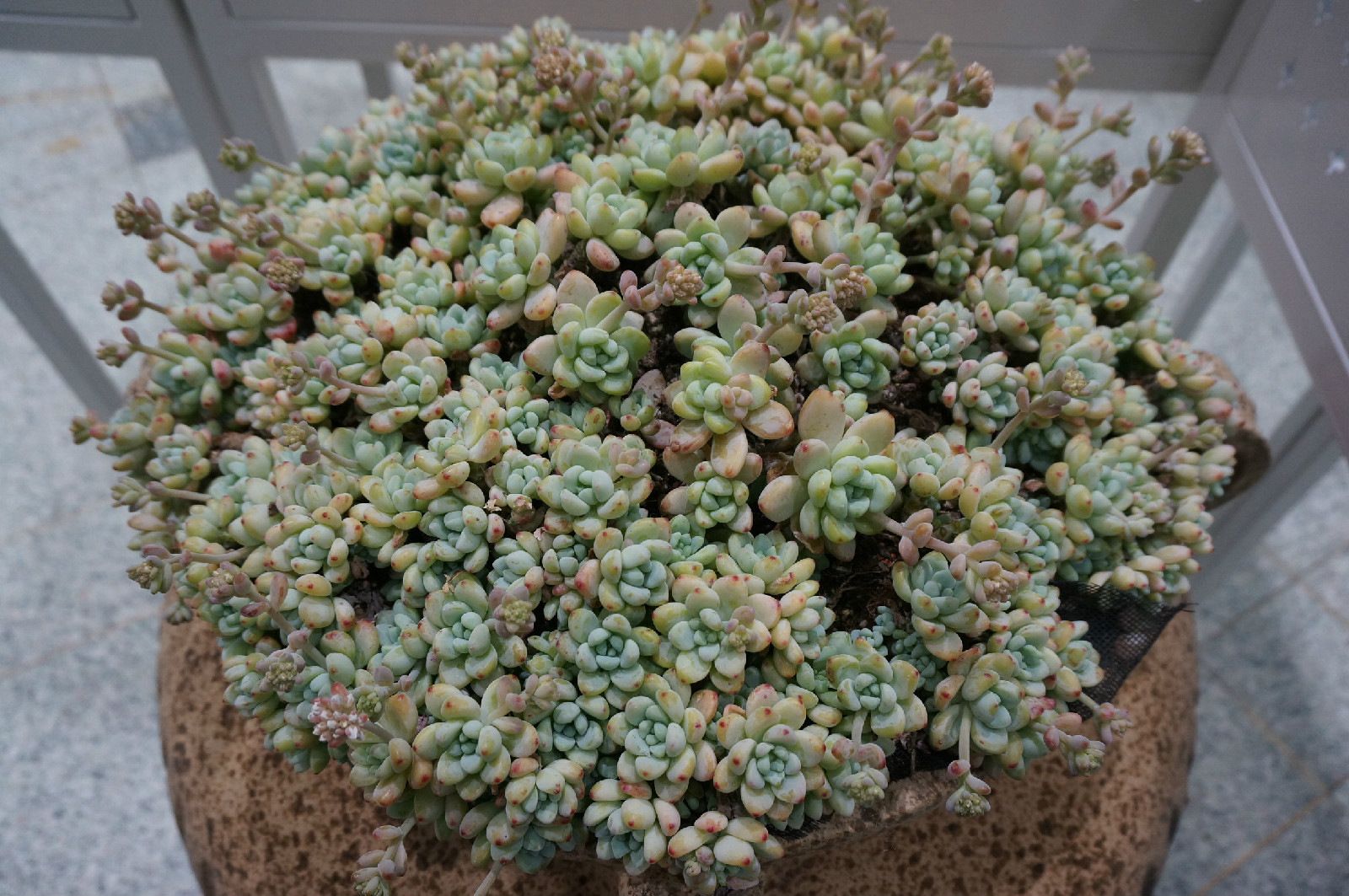 西萍DSC04051.jpg
