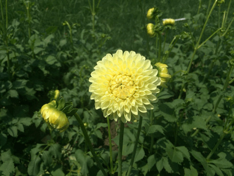 大丽花gif 2.jpg