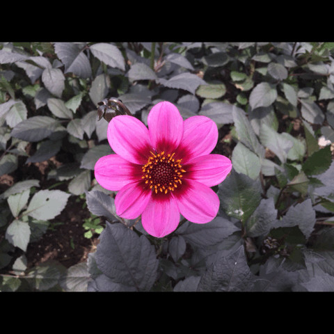 大丽花gif 4.jpg