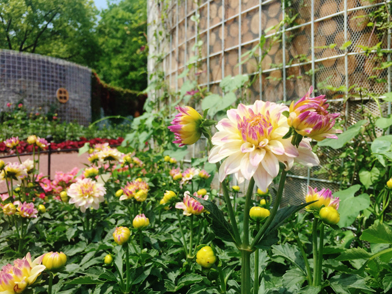 温馨花园板块——大丽花1.jpg