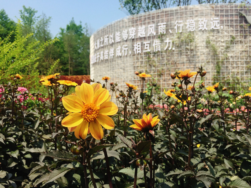 温馨花园板块——大丽花2.jpg