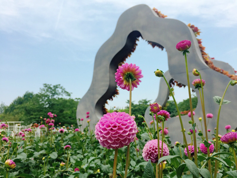 缤纷花田板块——大丽花1.jpg