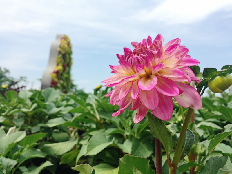 缤纷花田板块——大丽花2.jpg