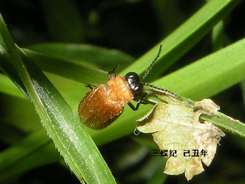 黄脉翅萤.jpg