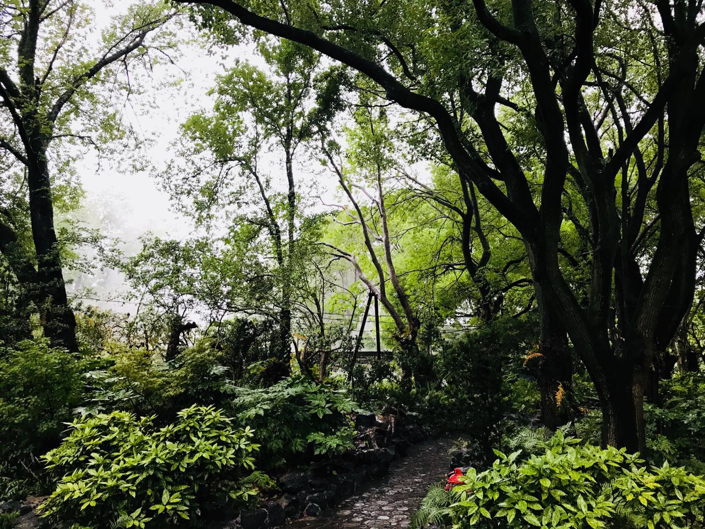 7月22日5点的上海植物园蕨类园.jpg 7月22日5点的上海植物园蕨类园.jpg