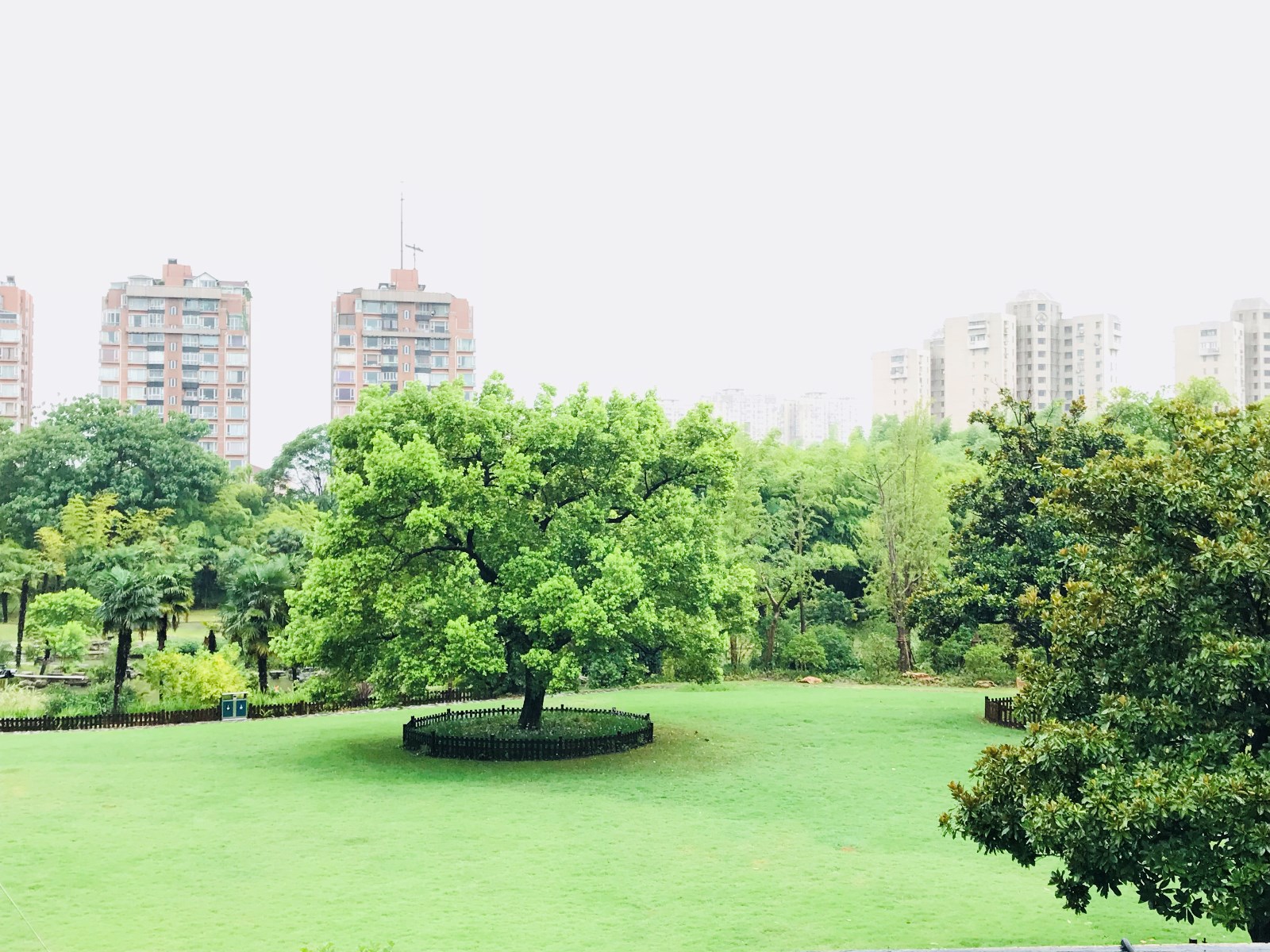 7月22日5点的上海植物园植物大楼草坪.jpg