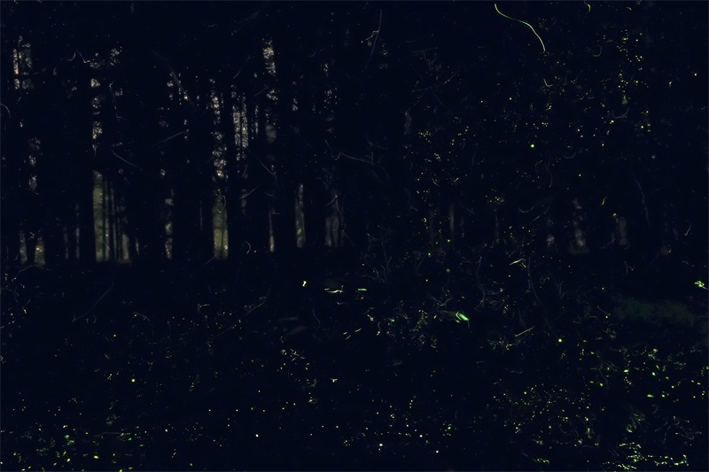 上海植物园内的流萤飞舞.jpg 上海植物园内的流萤飞舞.jpg