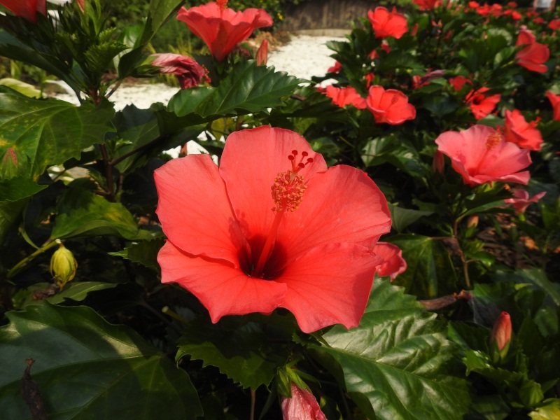 5、朱槿(Hibiscus rosa-sinensis) (1)800.JPG 5、朱槿(Hibiscus rosa-sinensis) (1)800.JPG