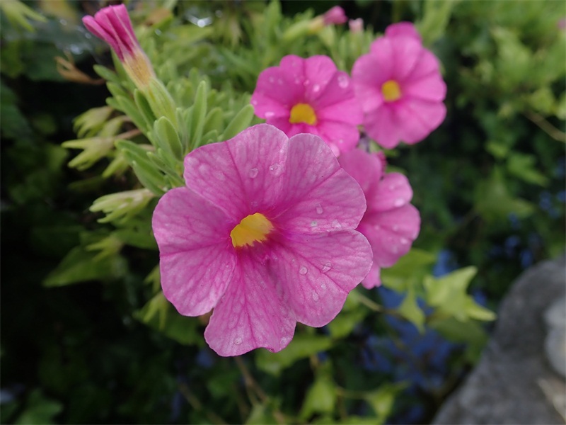 9、舞春花 (1)800.JPG 9、舞春花 (1)800.JPG