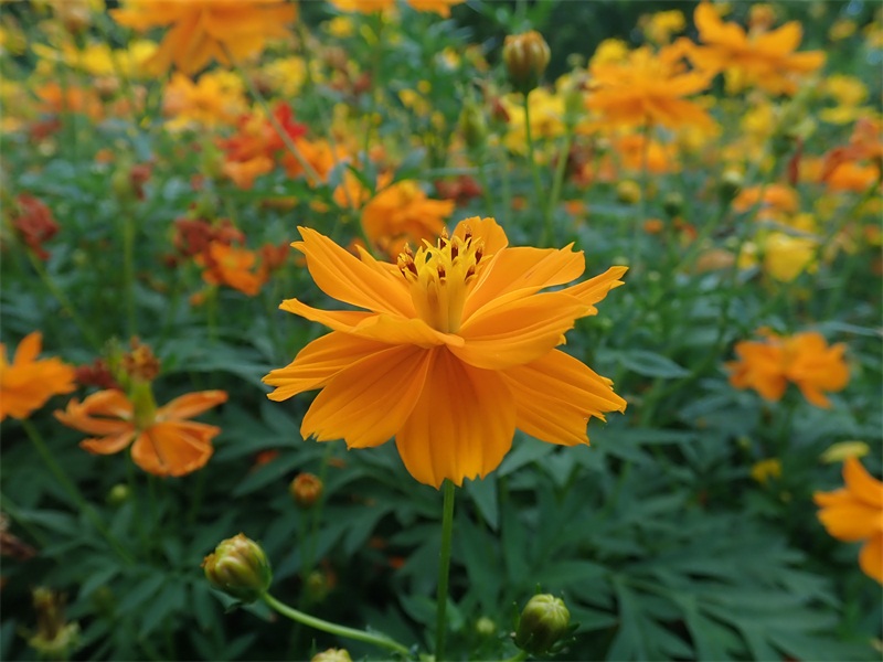 10、黄秋英(Cosmos sulphureus) (2)800.JPG 10、黄秋英(Cosmos sulphureus) (2)800.JPG