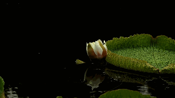 2、克鲁兹王莲.gif 2、克鲁兹王莲.gif