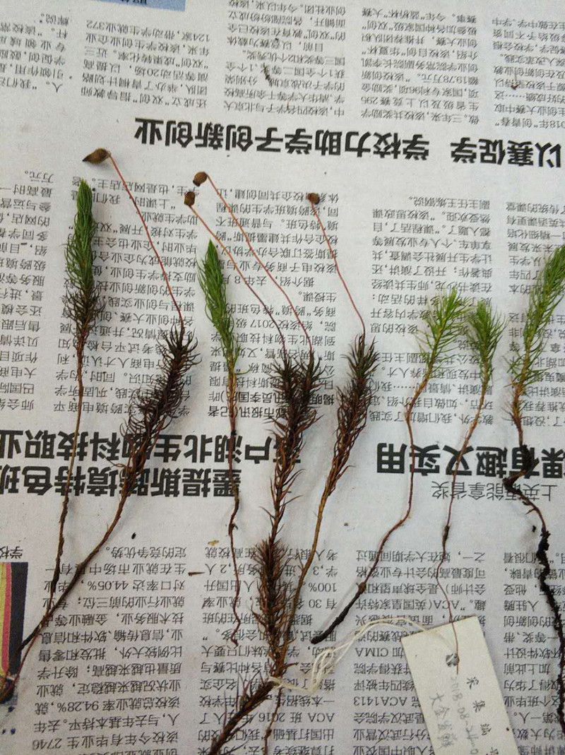 压制标本 (1).jpg