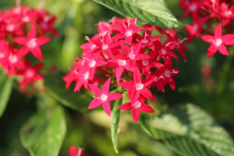 繁星花.jpg