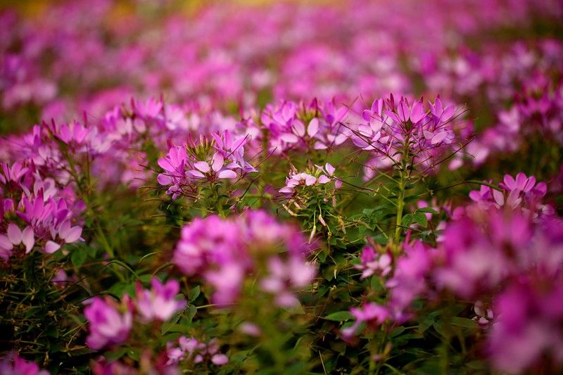 醉蝶花.jpg